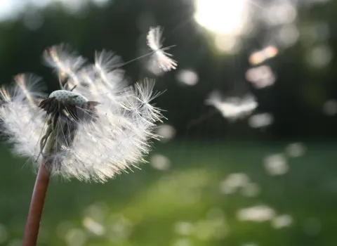 Eine Blume vom Winde verweht