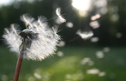 Eine Blume vom Winde verweht